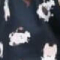 Puppies